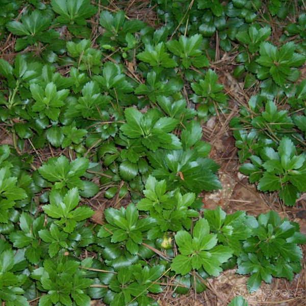 Пахизандра верхушечная Грин Карпет_2