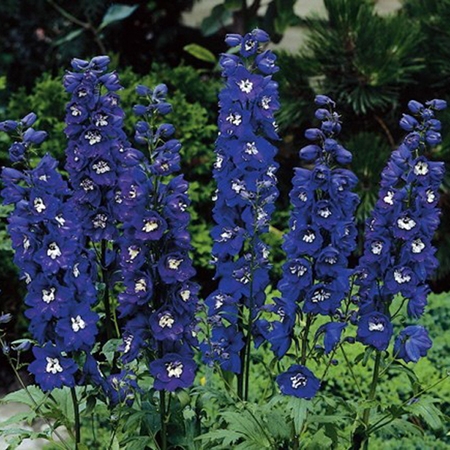 Дельфиниум Мэджик Фонтан Дарк Блю_3