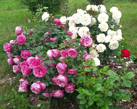 Роза Леонардо да винчи3