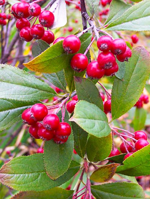 арония брил