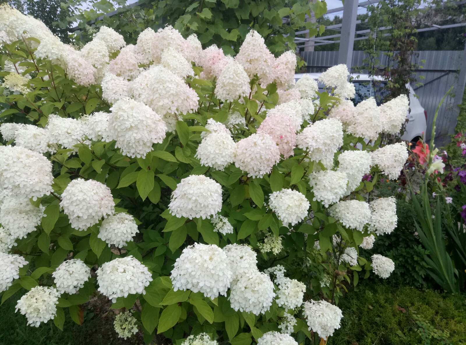 1637647721_18-pro-dachnikov-com-p-gortenziya-matterkhorn-foto-18