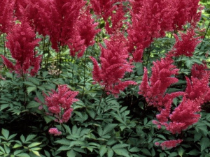 tawulka_vision-in-red-mass-931x559394