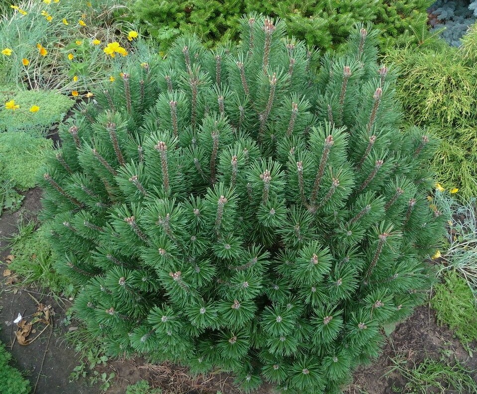 НоменклатураПрисоединенныеФайлы