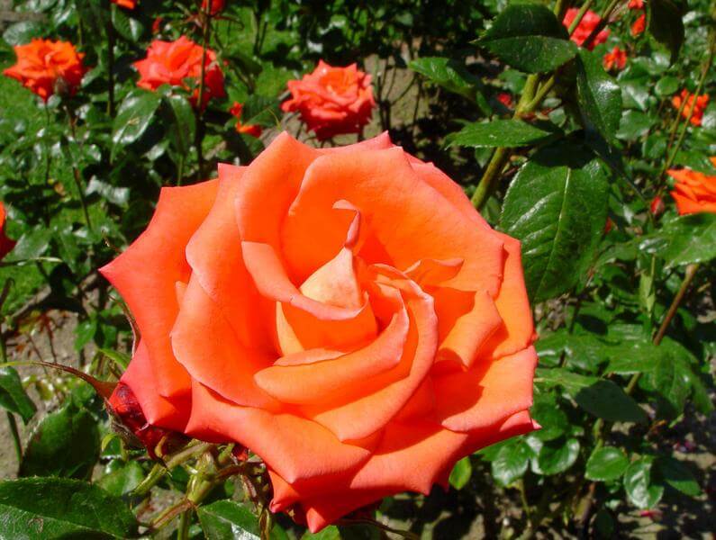 НоменклатураПрисоединенныеФайлы