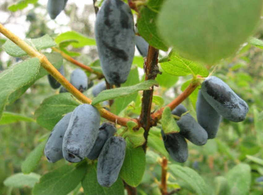 огненный шар