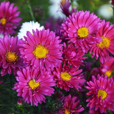 Астра новобельгийская Эльта (лилов.)