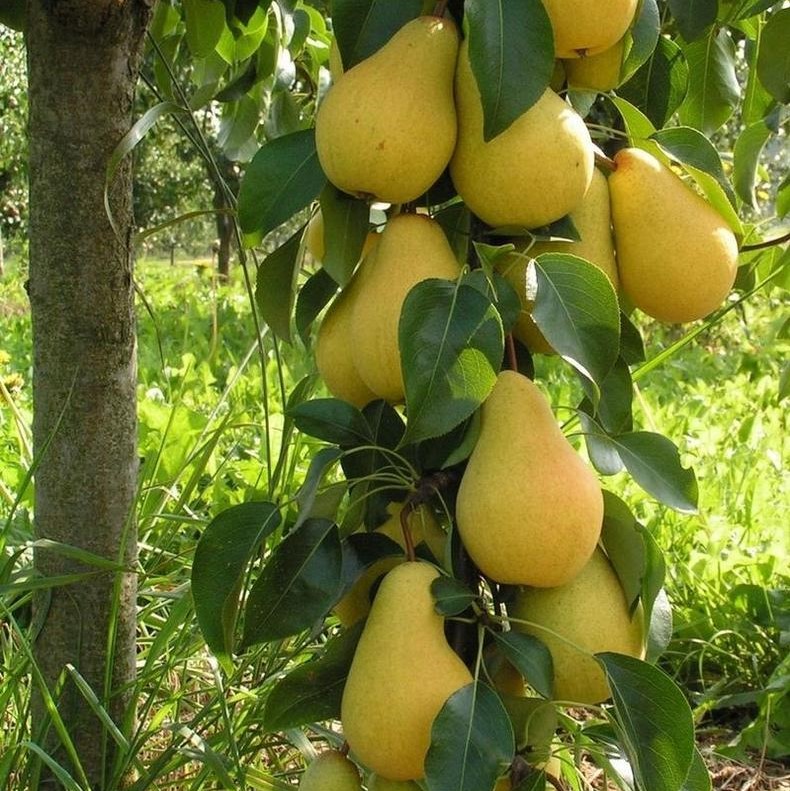 Груша Чижовская2