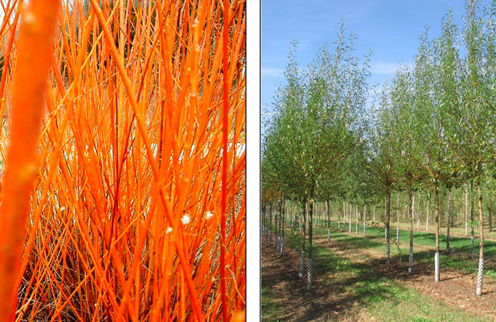 Ива белая Chermesina-1000x650