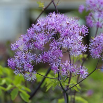 Василистник водосборолистный Блэк Стокингз (лилово-роз.)