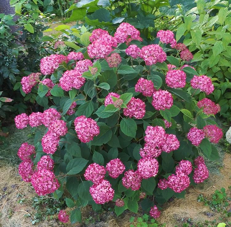 Гортензия древовидная Руби Аннабель_2