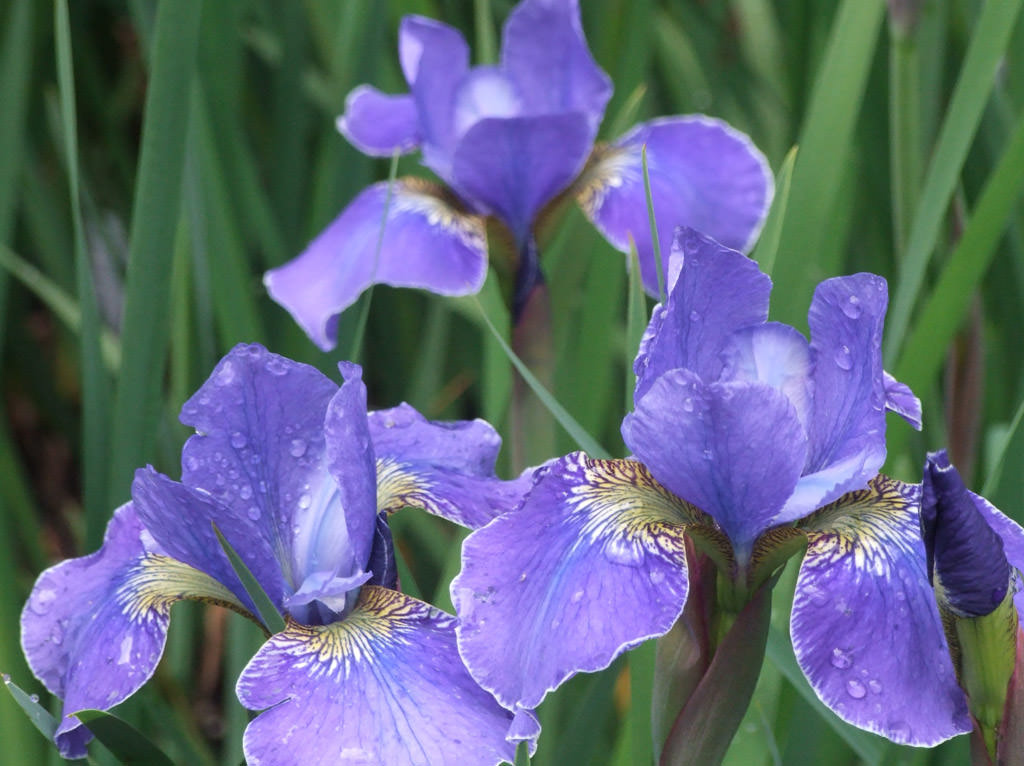 Ирис сибирский Сильвер эдж_2