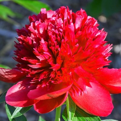 pion_molochnocvetkovyj_kommand_performans