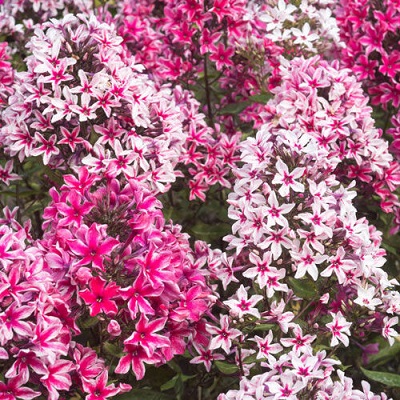 Флокс пальмира