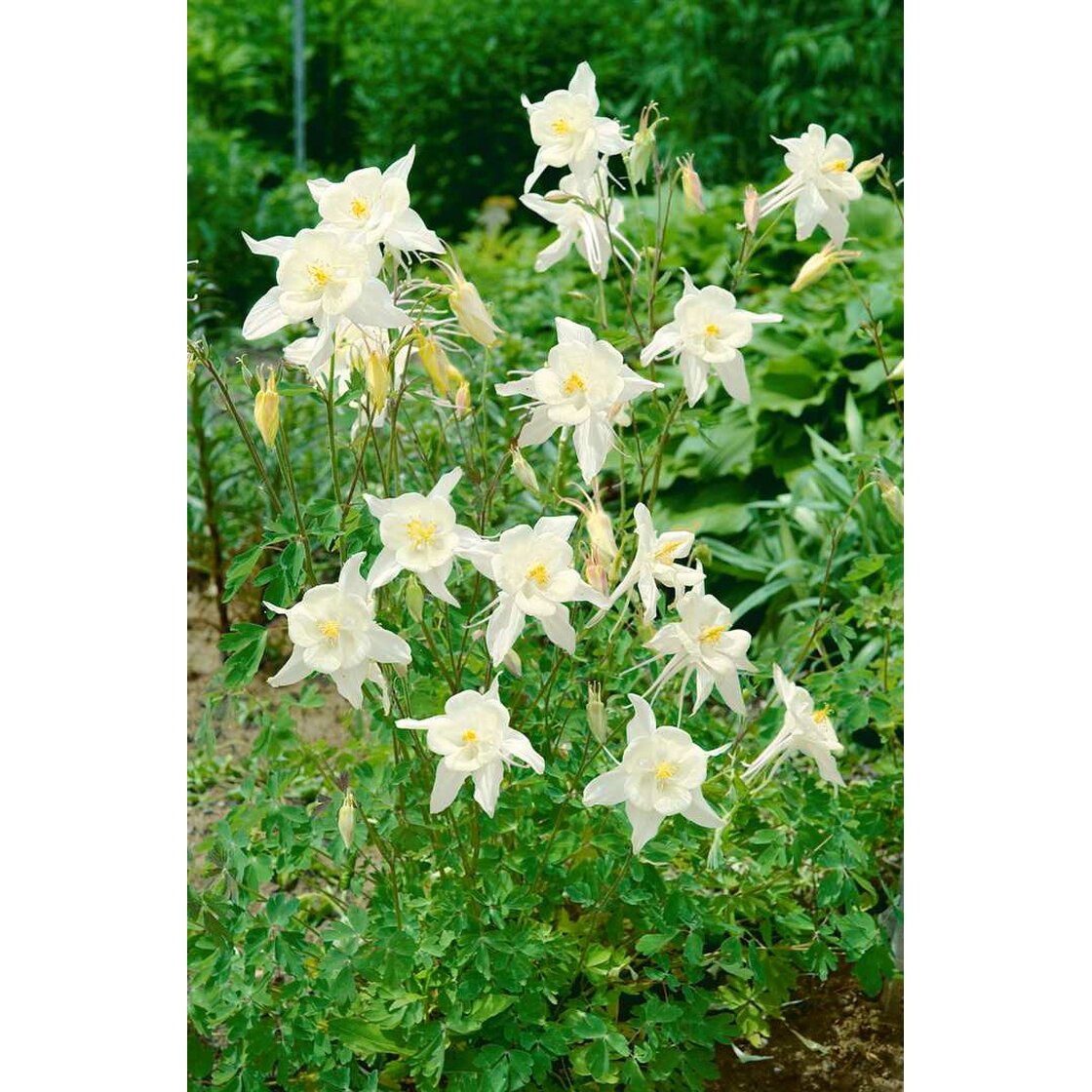 aquilegia-caerulea-kristall