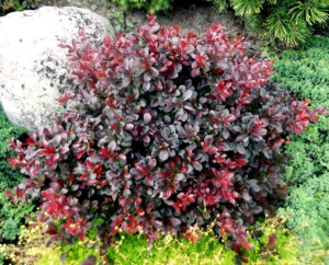 Berberys-Thunberga-DART-S-RED-LADY-W-DONICZCE