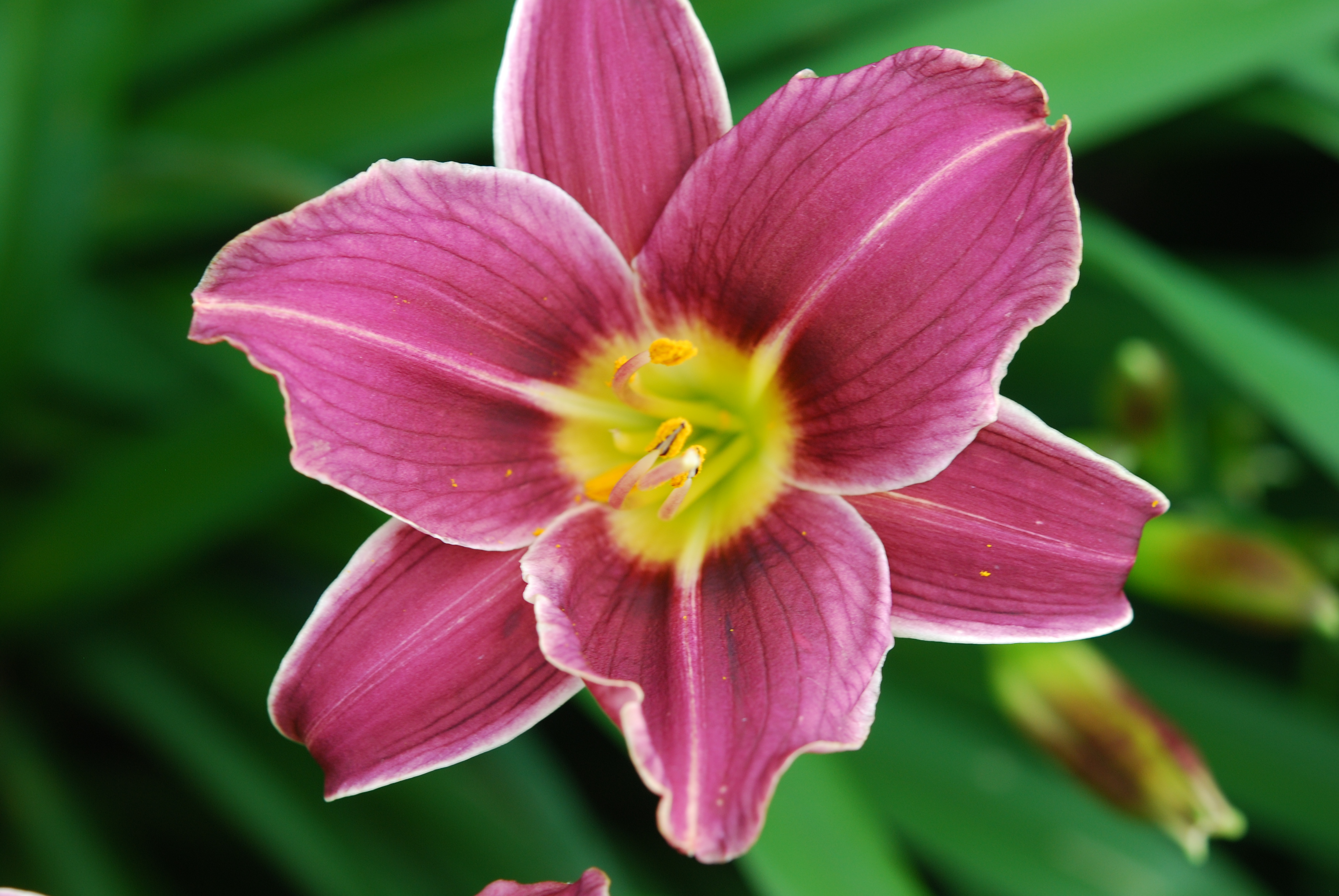 Литтл Мисси