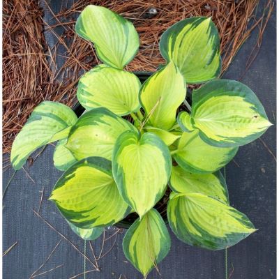 Хоста Зибольда Грэйт Экспектэйшн