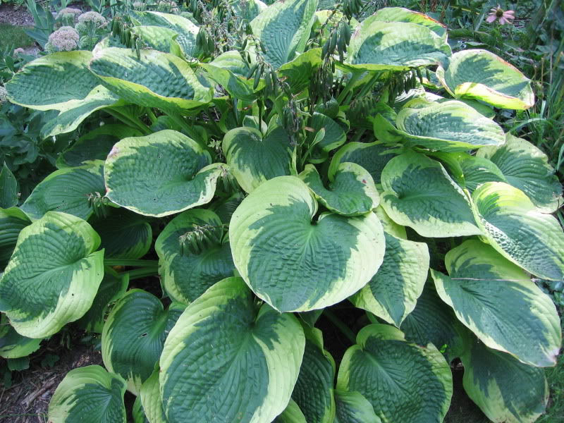 Хоста Олив Бэйли Лэнгдон