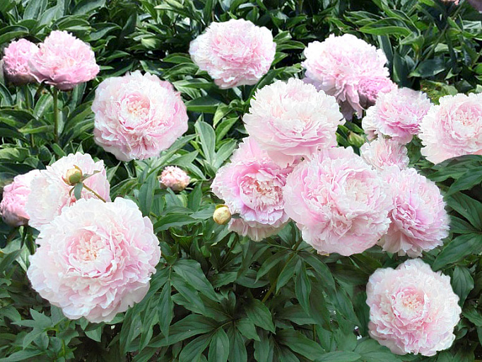 Альберт Круз