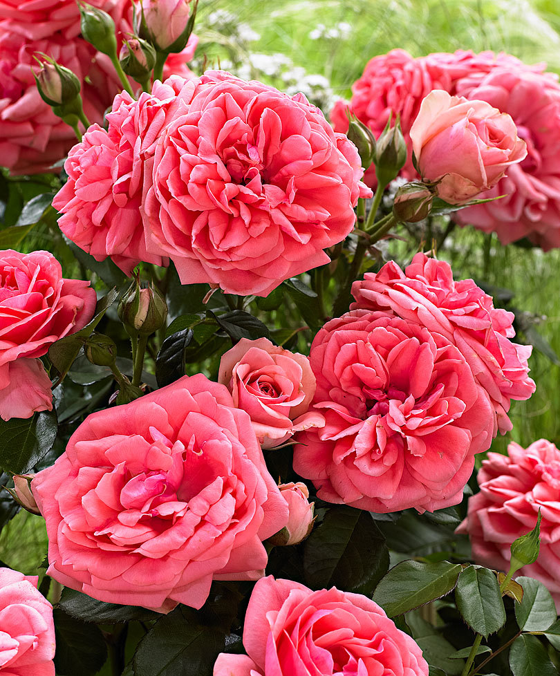 roza_floribunda_kimono_13_20093824