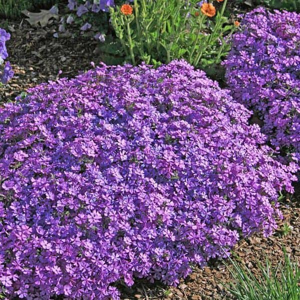 phlox-purple-superplants-bg-3-1-scaled-1-1