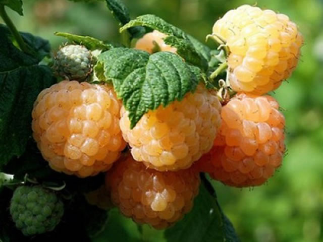 малина утренняя роса