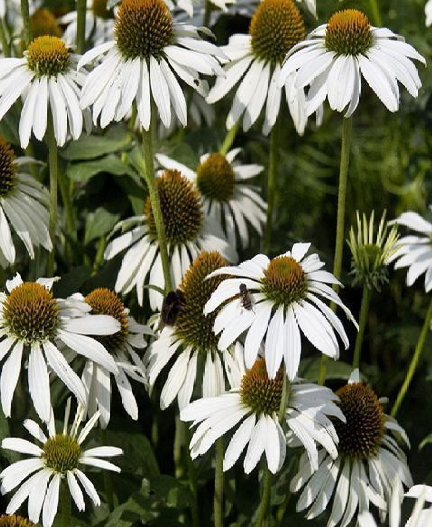 эхин повоу уайт