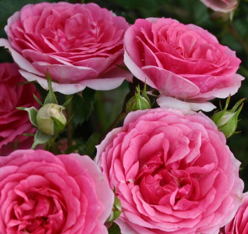 Роза почвопокровная Амика