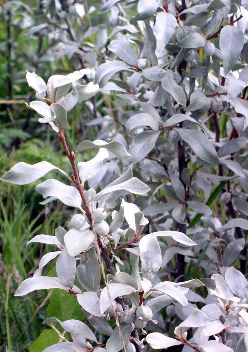 НоменклатураПрисоединенныеФайлы