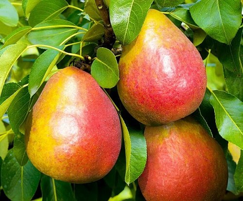 НоменклатураПрисоединенныеФайлы