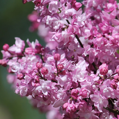 сирень олимпиада Колесникова