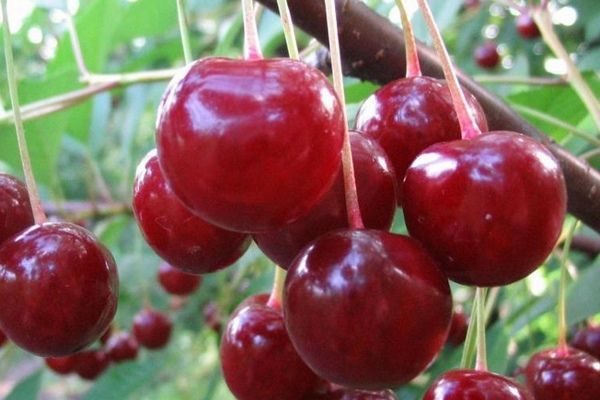 Вишня Десертная Морозовой