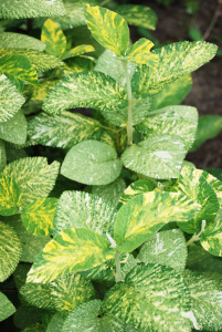 kalina_forva_variegata_2
