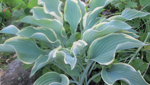 Hosta-Regal-Splendor