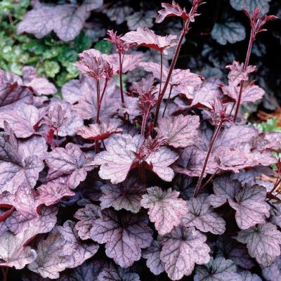 Heuchera Regina