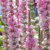 Lythrum_salicaria_Blush