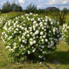 бульданеж 2691
