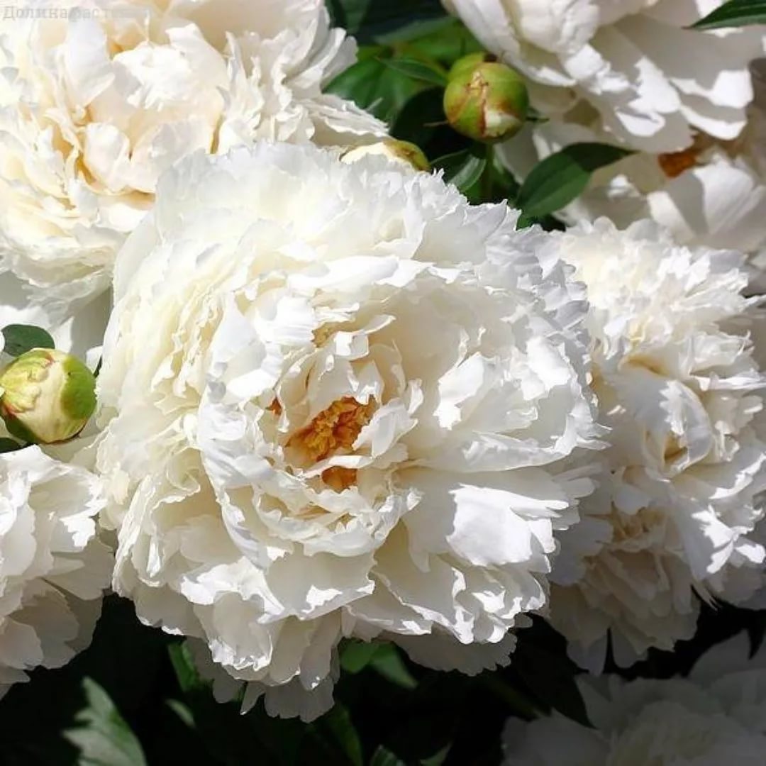 Боул оф крим