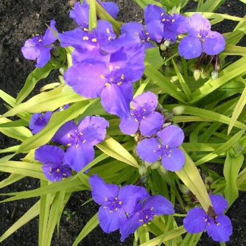 510900835_w700_h500_tradeskantsiya-andersona-lord