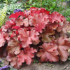 Heuchera Boysenberry