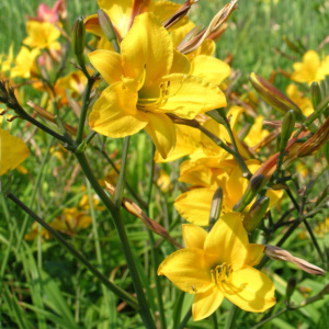 lilejnik-gibridnyj-golden-chimes1