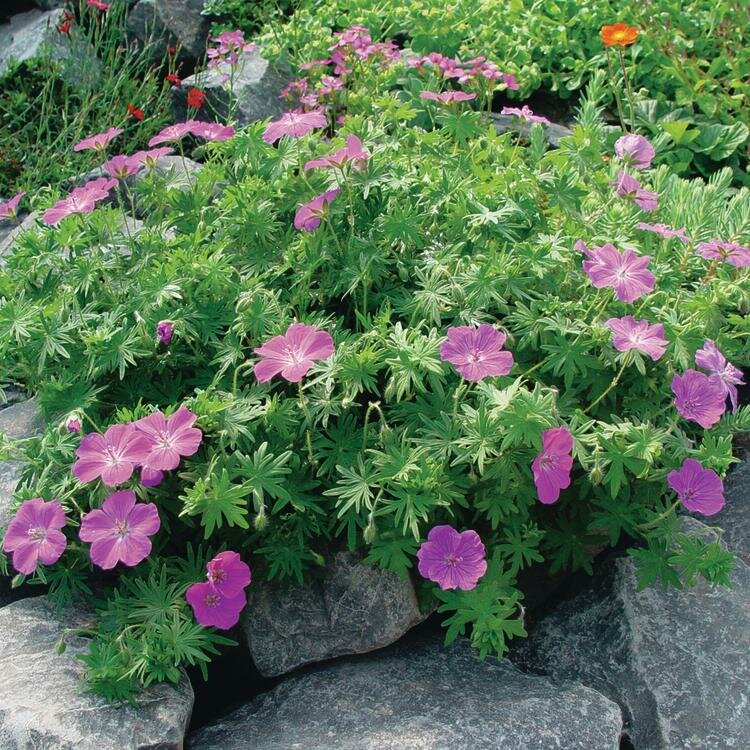 geran_krovavo-krasnaya_pink_diadem