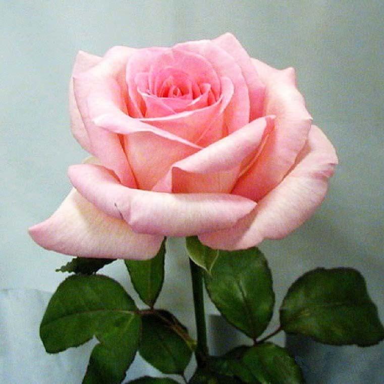 01670_roza_chajno-gibridnaya_pikuba_004