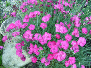 dianthus-gratianopolitanus-julka_01