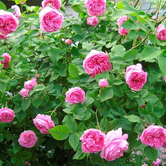 Роза парковая Луис Одьер2