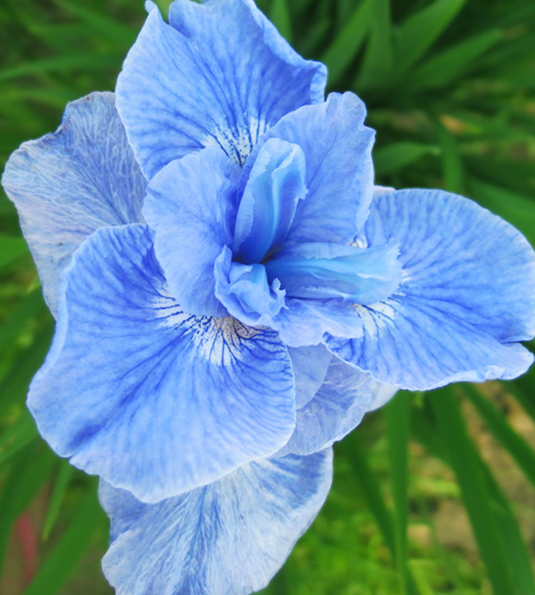 Ирис-Диэ-Дилайт-в2019-потр