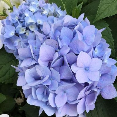 Гортензия крупноцветковая Эндлесс Саммер Ориджинал1