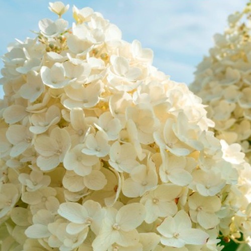 саммерсноу