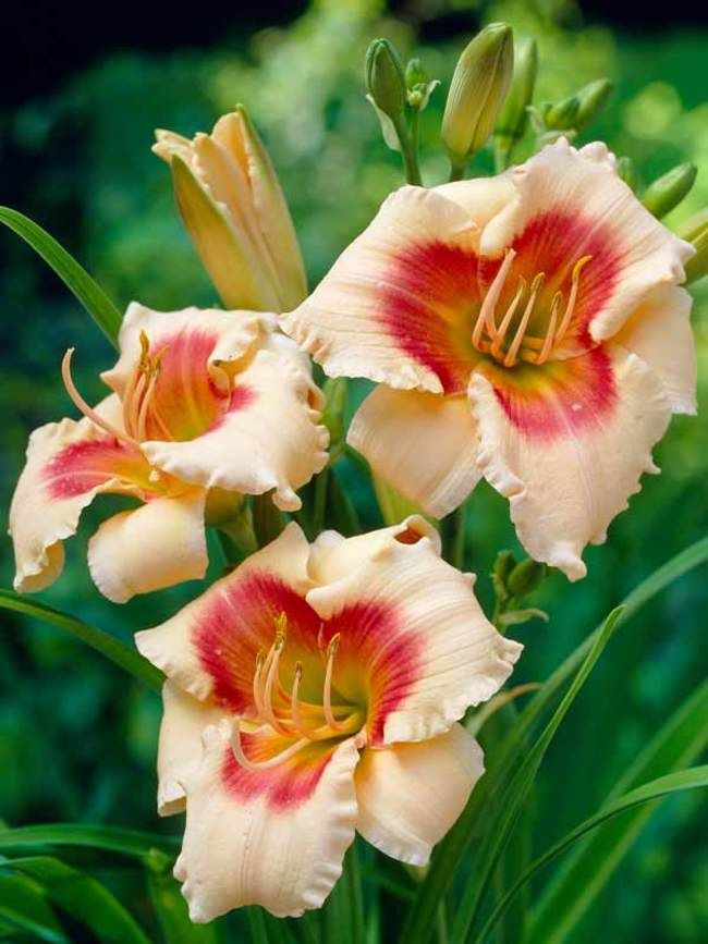 lilejnik-Stella-de-oro