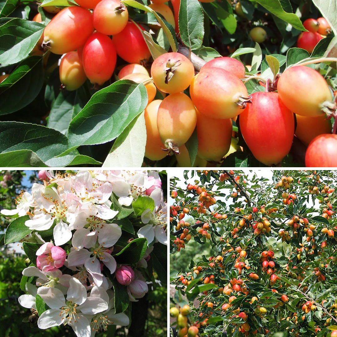 Яблоня декоративная Джон Дауни